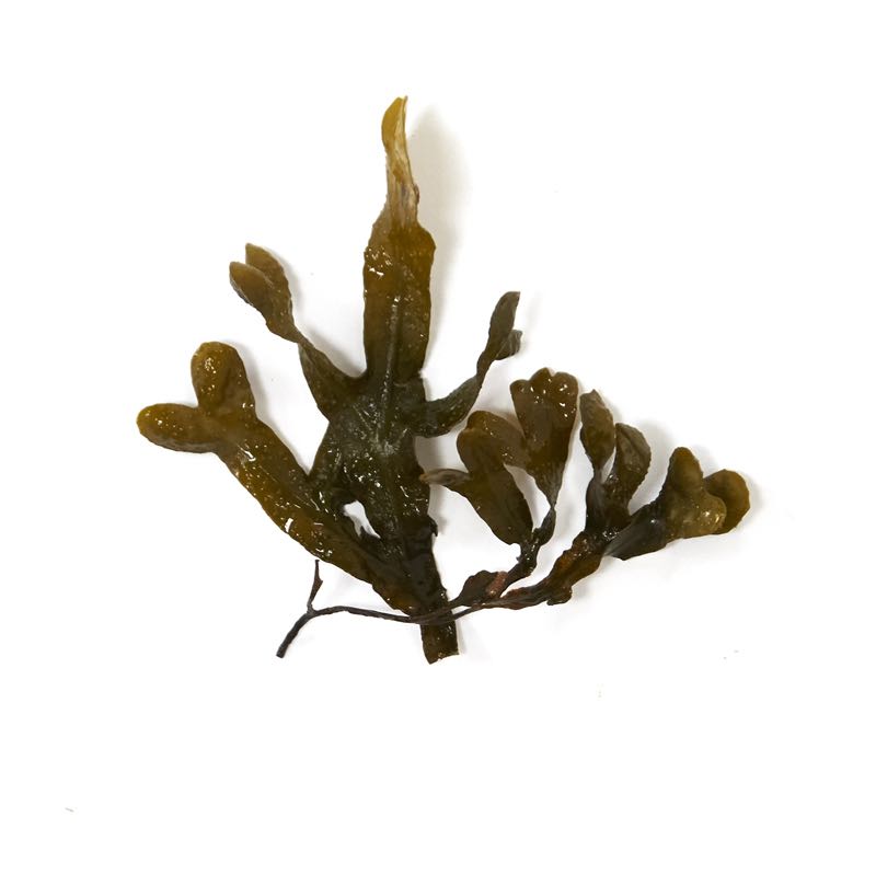 Bladder wrack
