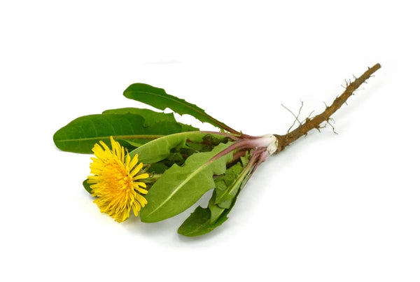 Dandelion Root & Leaves